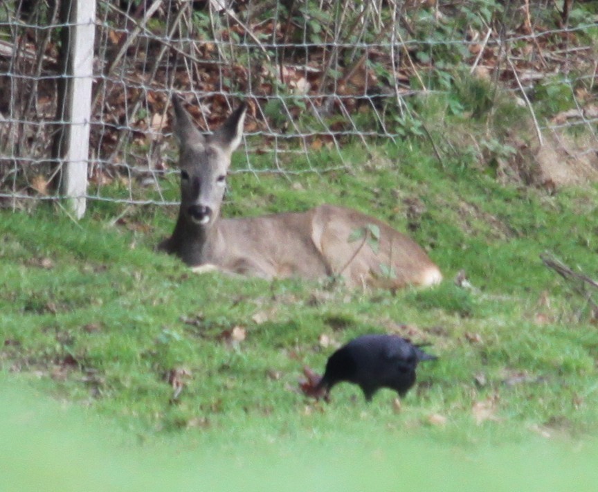 Hayvanlar - ML647229969