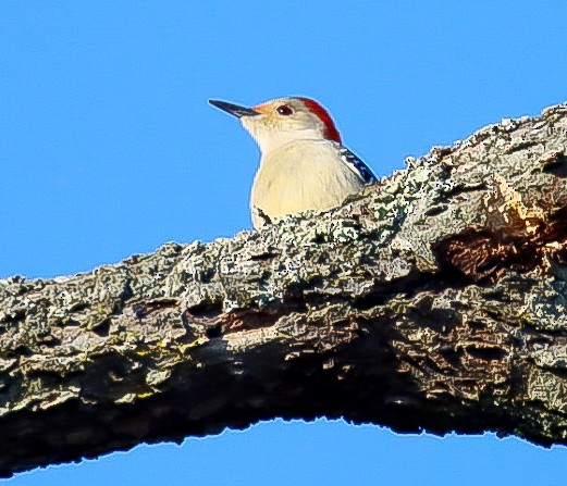 Red-bellied Woodpecker - ML647229977