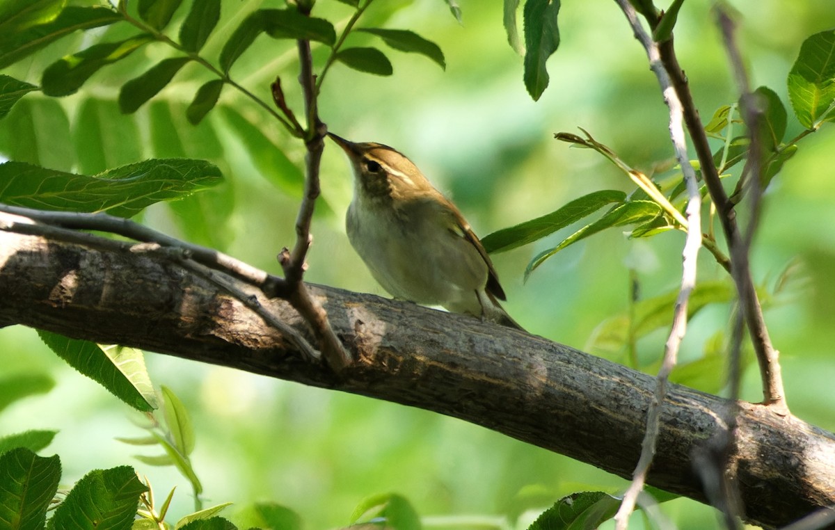 Kamchatka Leaf Warbler - ML647229983