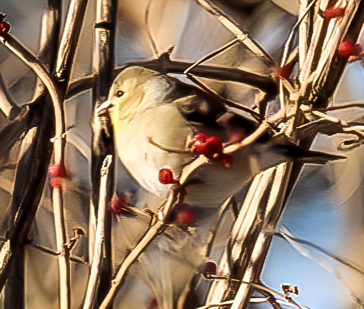American Goldfinch - ML647229989