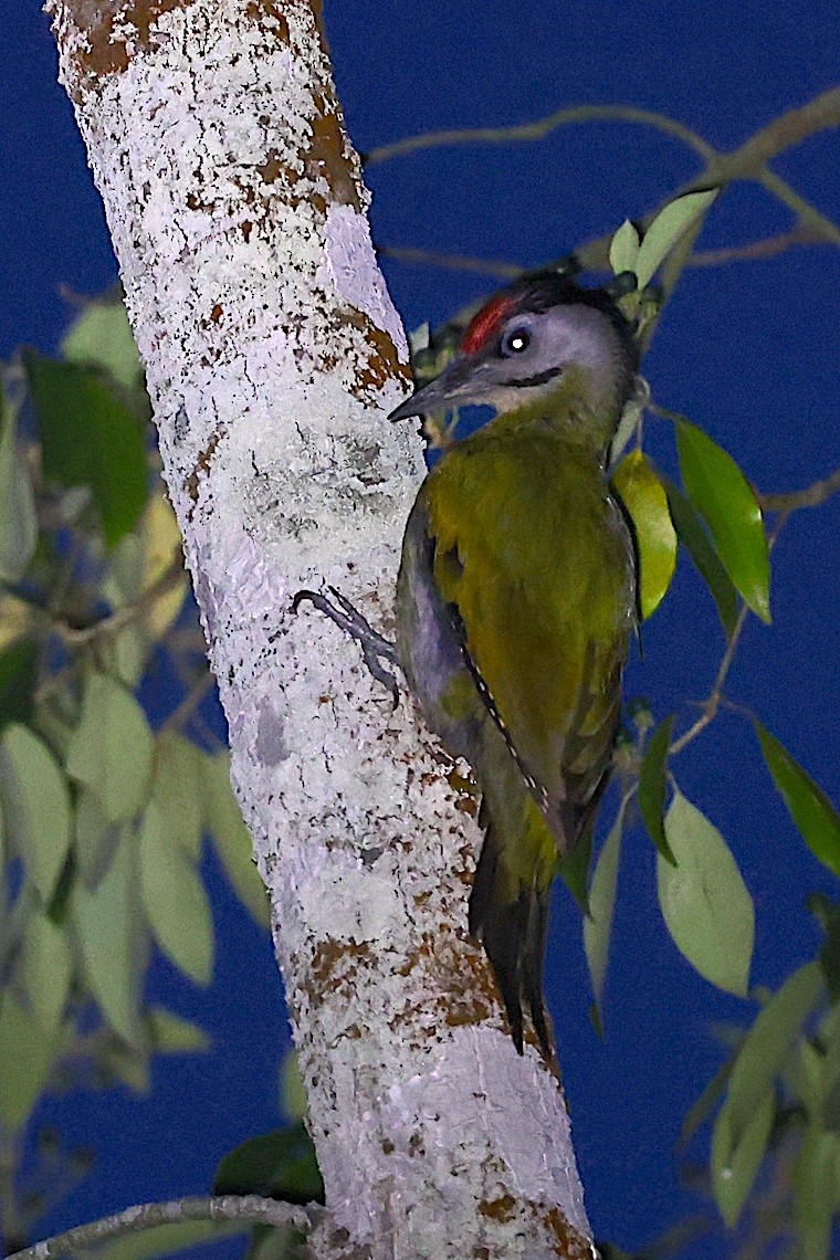 Pic cendré - ML647229990