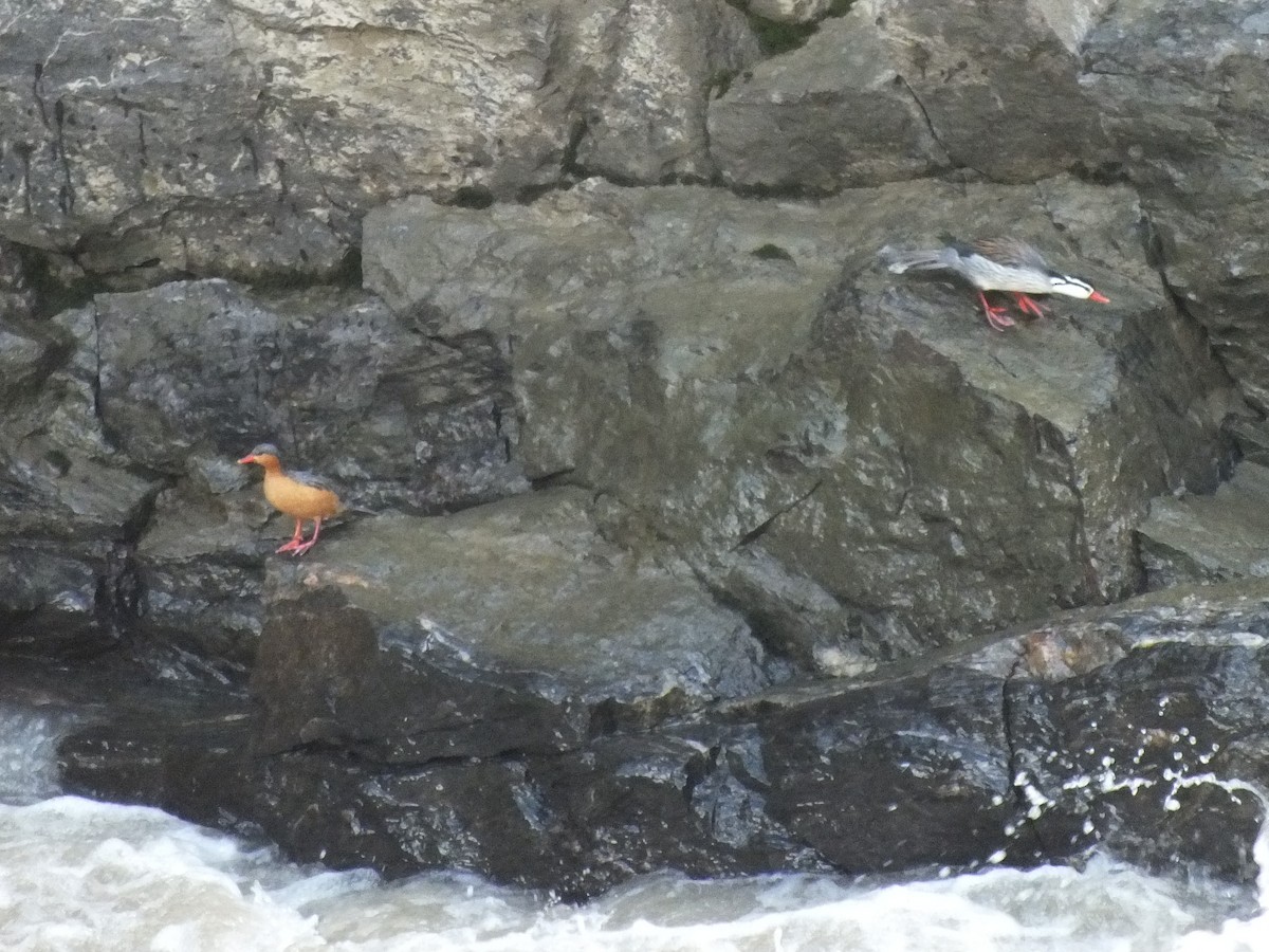 Torrent Duck - ML647229992