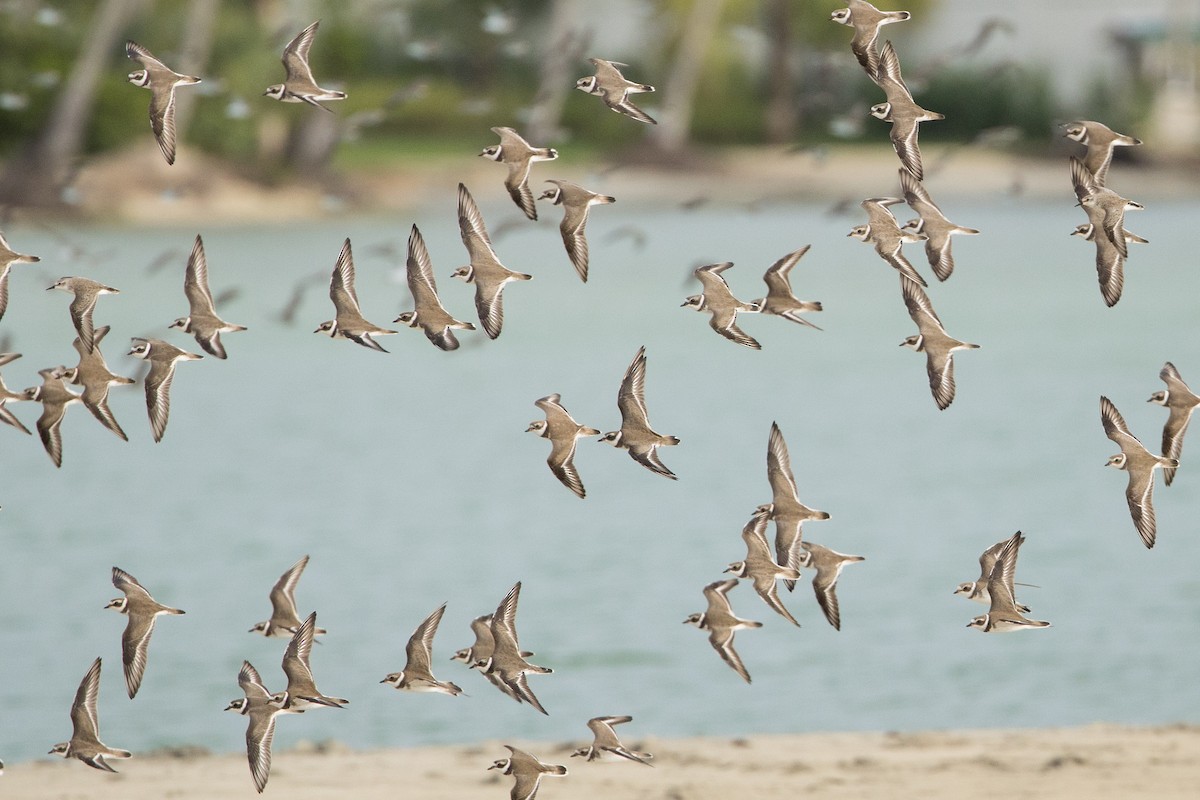 Semipalmated Plover - ML647229993