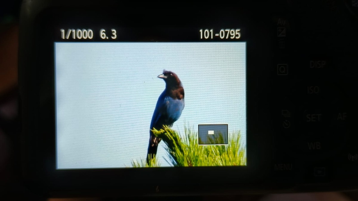 sojka azurová - ML647230009