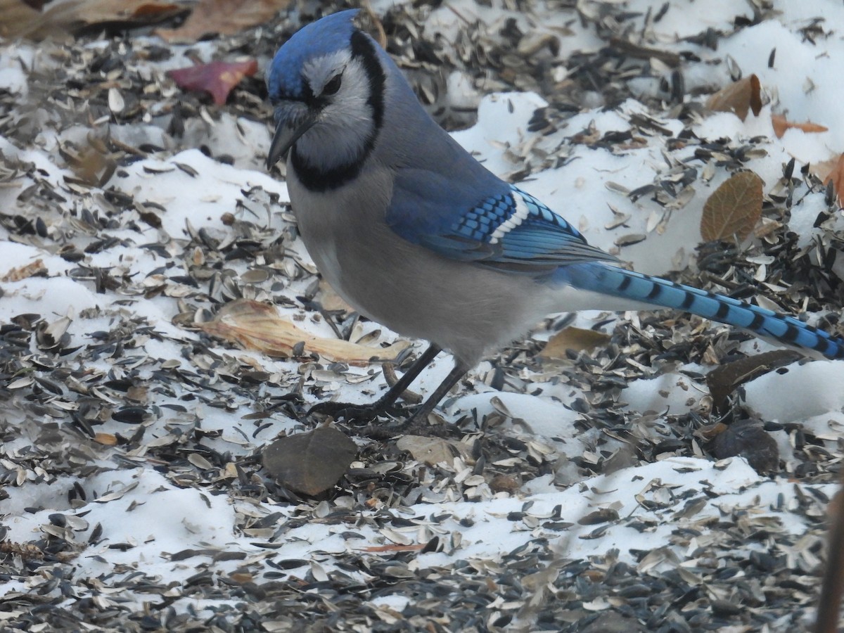 Сизойка блакитна - ML647230010