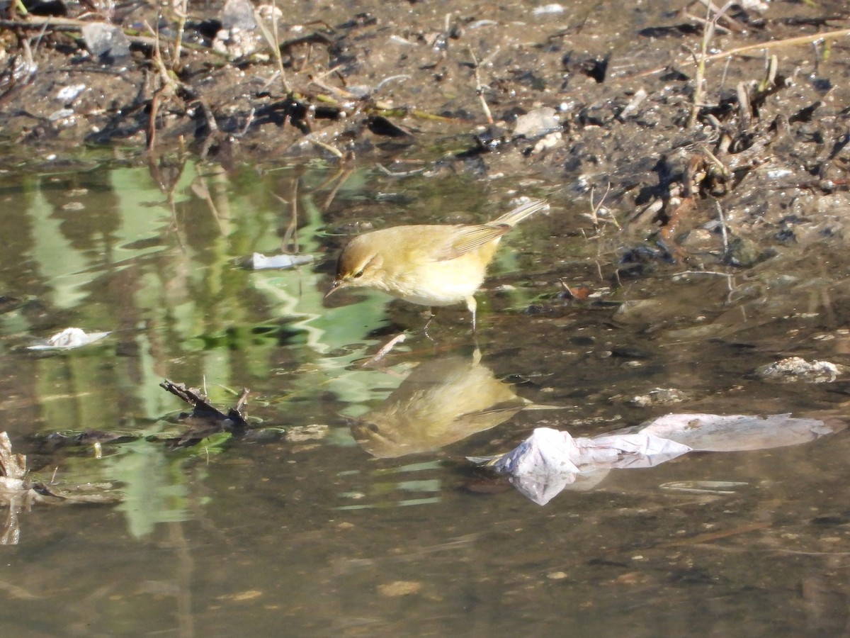 Common Chiffchaff - ML647230016