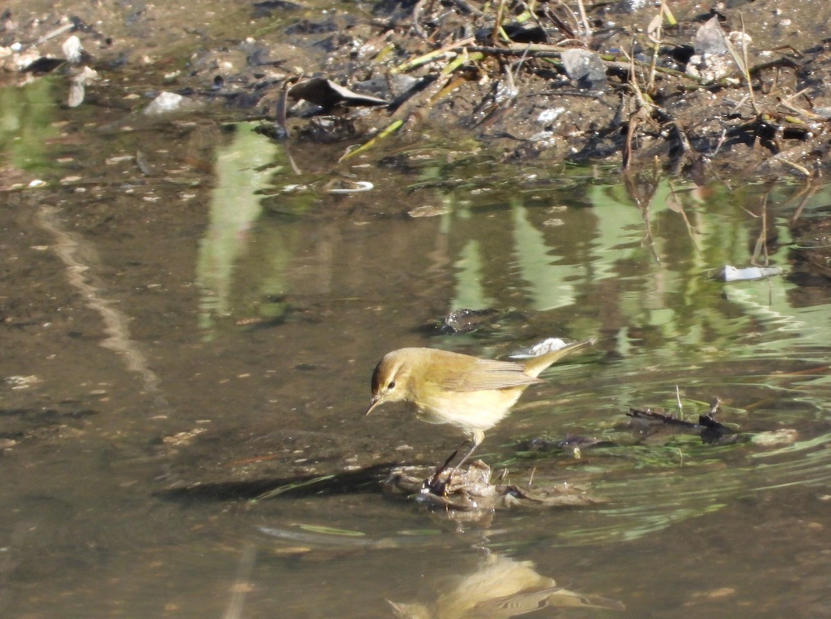 Common Chiffchaff - ML647230017