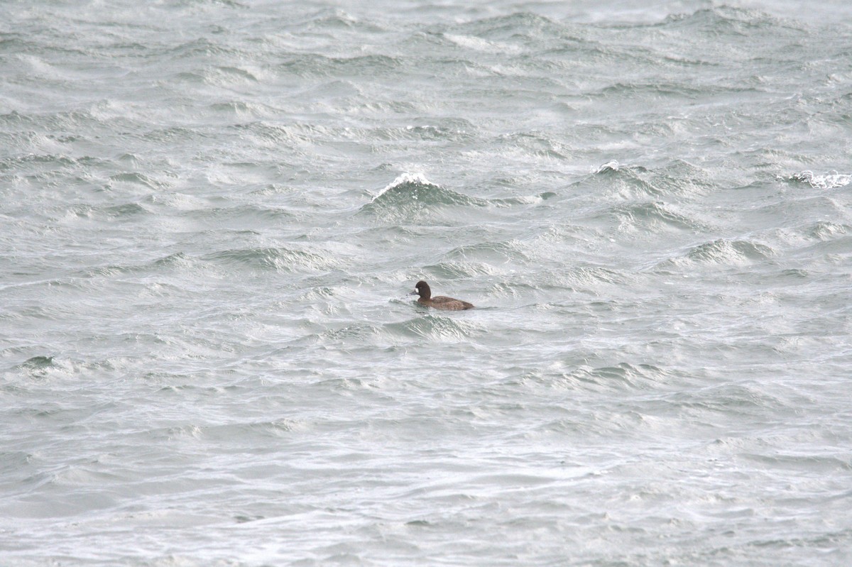 Lesser Scaup - ML647230020
