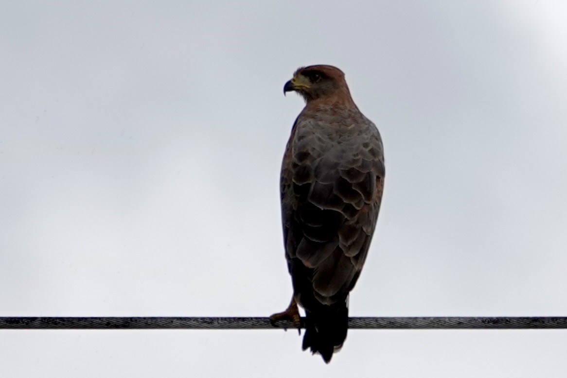 Busardo Sabanero - ML647230025