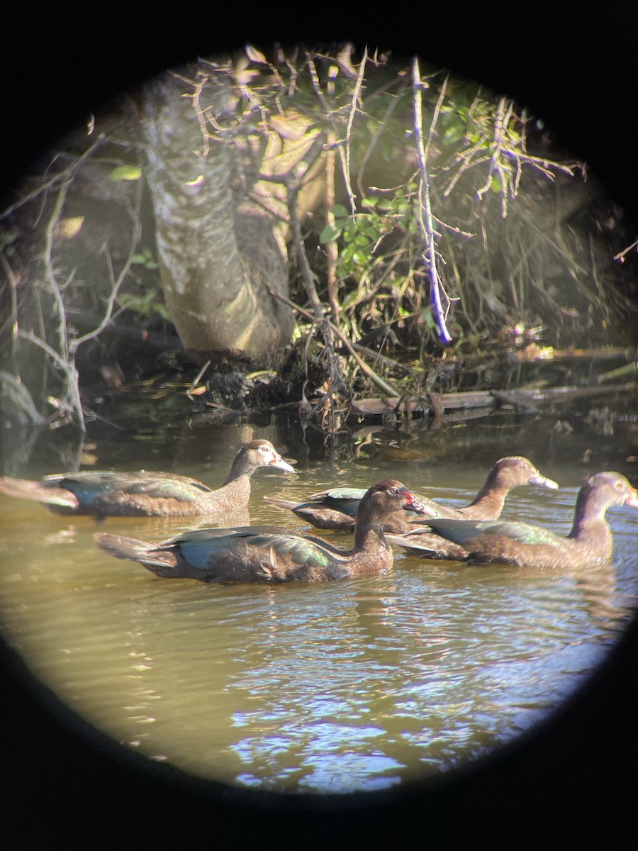 Muscovy Duck x Mallard (hybrid) - ML647230027
