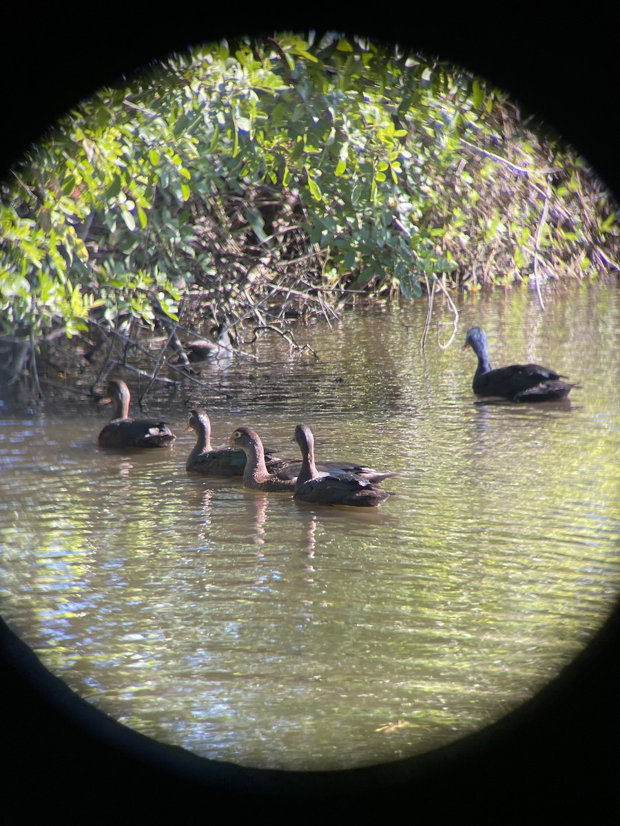 Muscovy Duck x Mallard (hybrid) - ML647230028