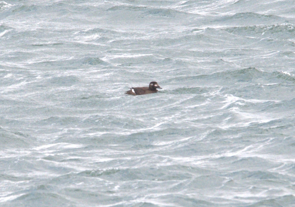 White-winged Scoter - ML647230031