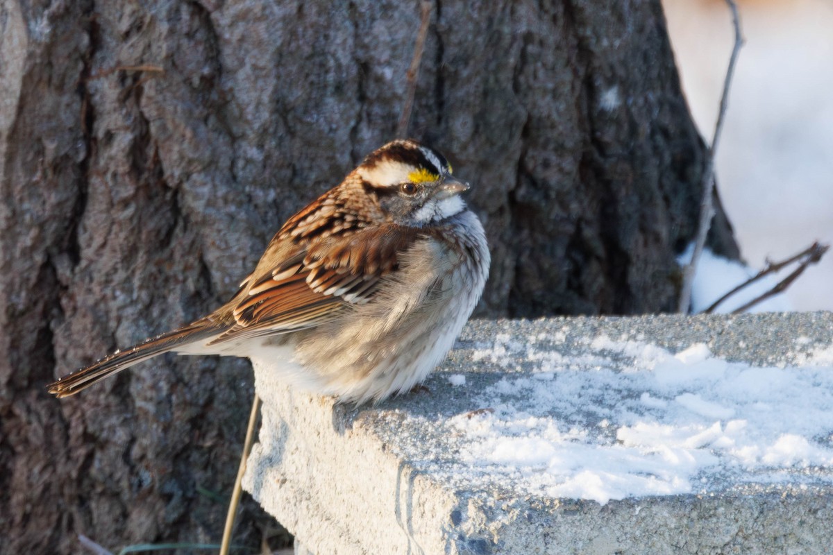 strnadec bělohrdlý - ML647230032