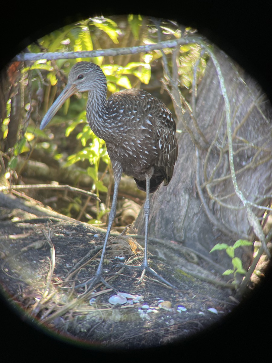 Limpkin - ML647230040