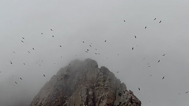 Белоголовый сип - ML647230044