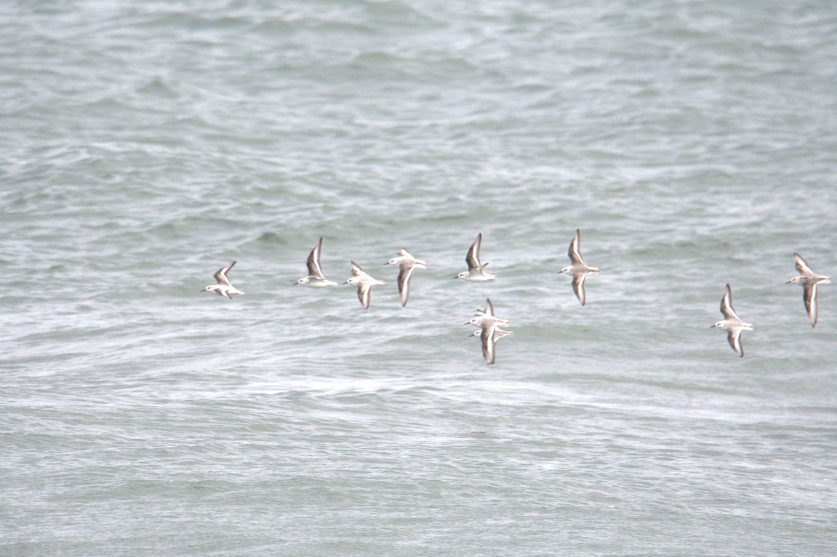 Песчанка - ML647230045