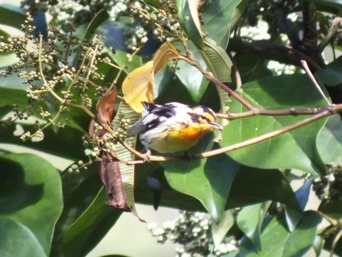 Blackburnian Warbler - ML647230051