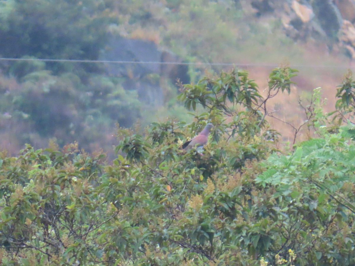 Pale-vented Pigeon - ML647230052