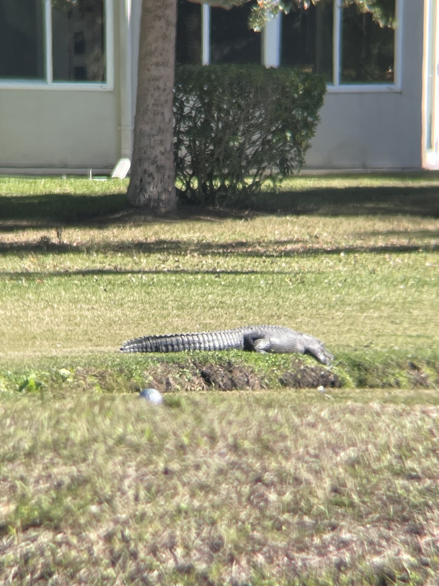 Animals - ML647230053