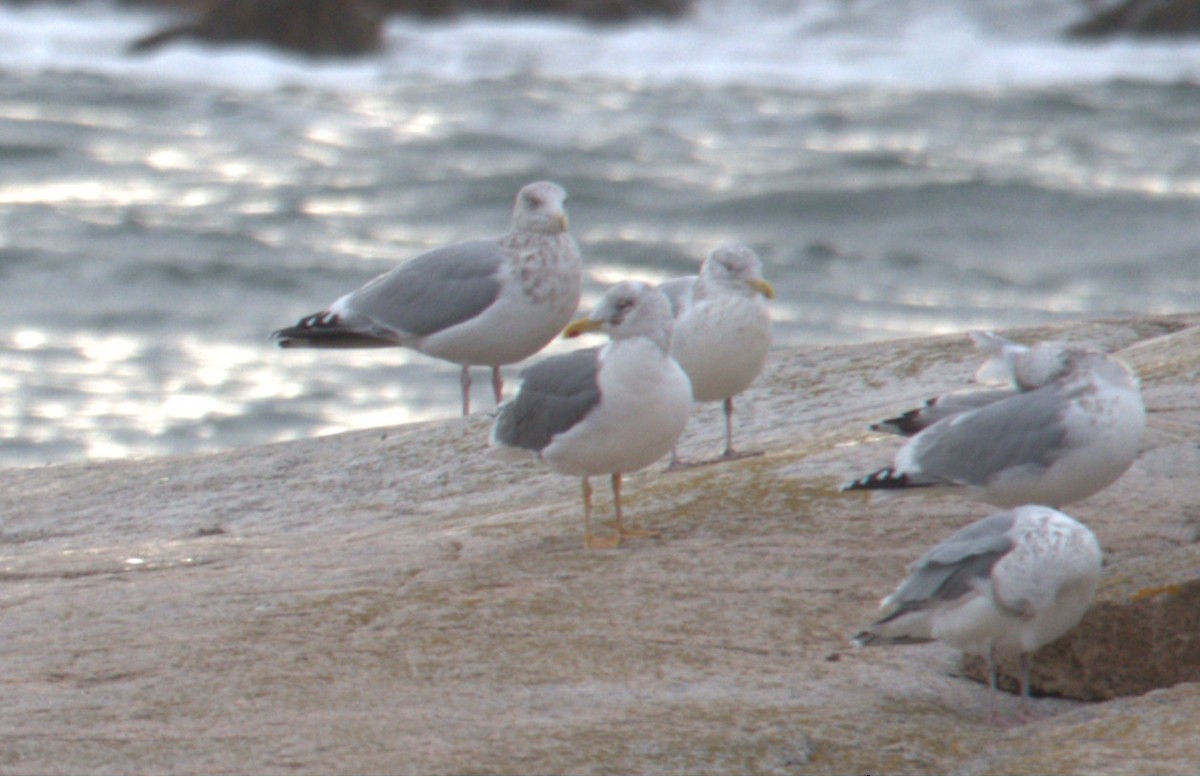 Lesser Black-backed Gull - ML647230056
