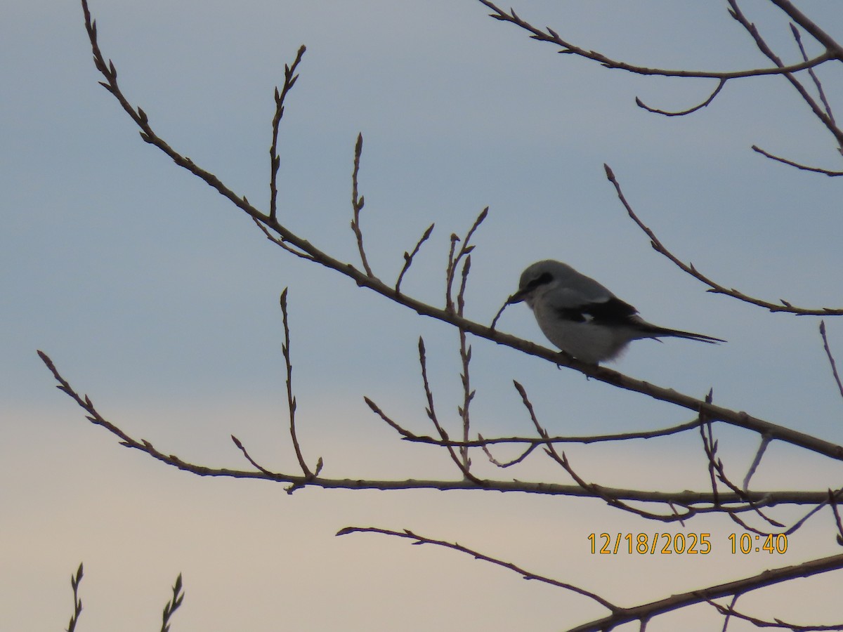 Northern Shrike - ML647230065