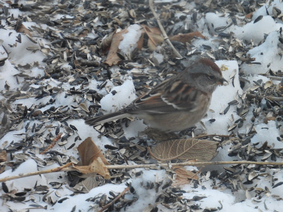 American Tree Sparrow - ML647230066