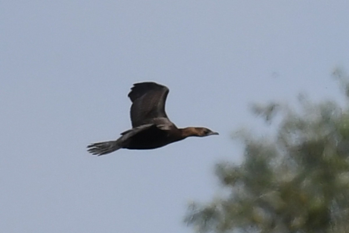 Баклан малий - ML647230071