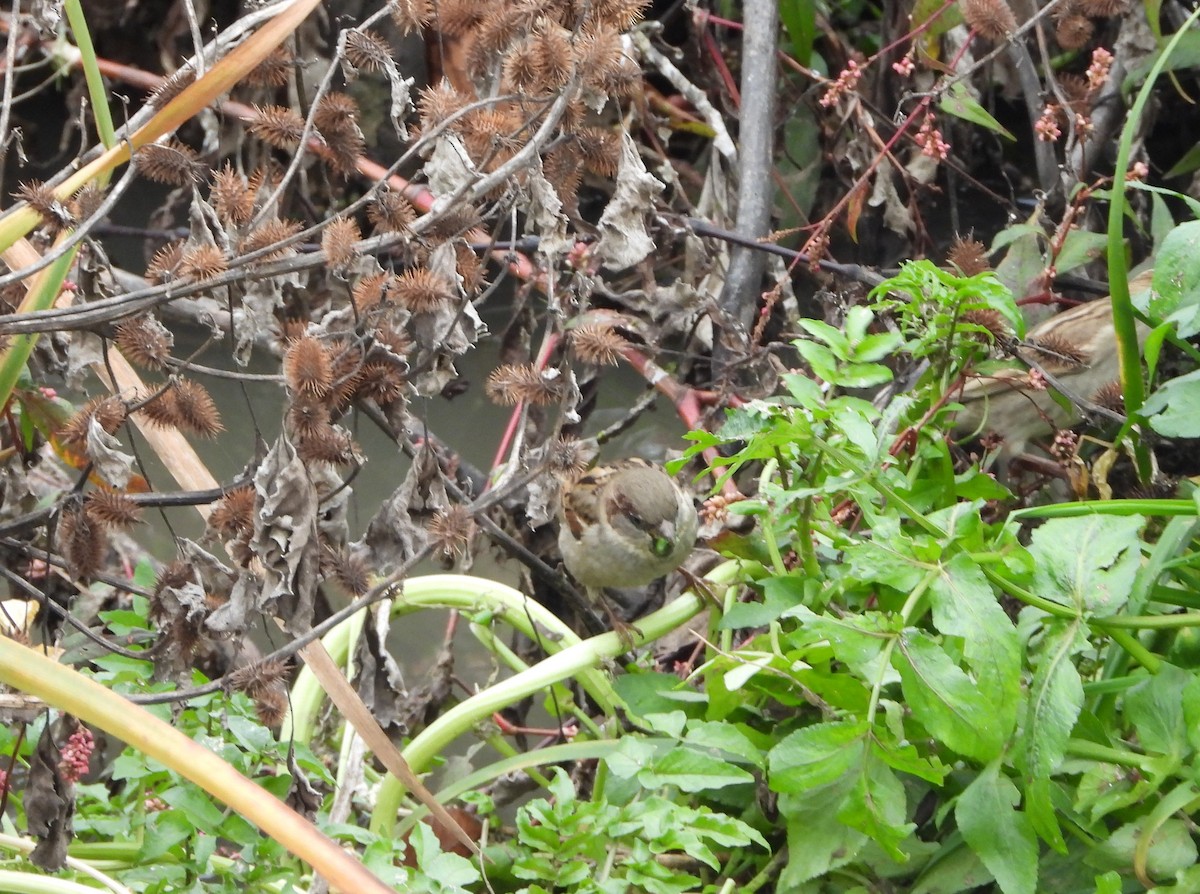 House Sparrow - ML647230074