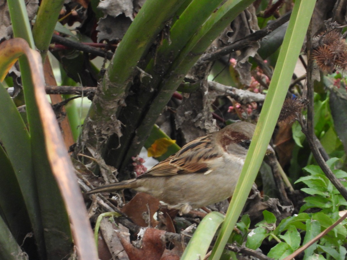 House Sparrow - ML647230075