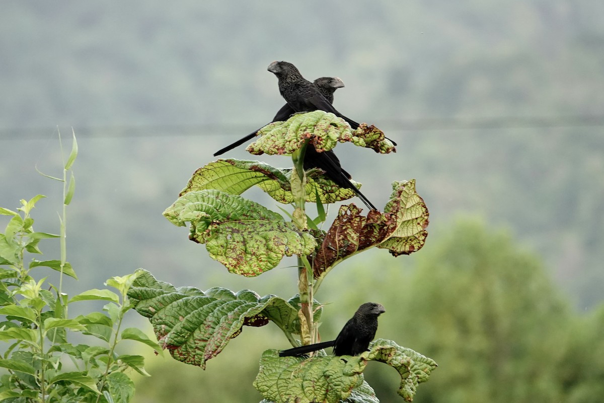 Smooth-billed Ani - ML647230095