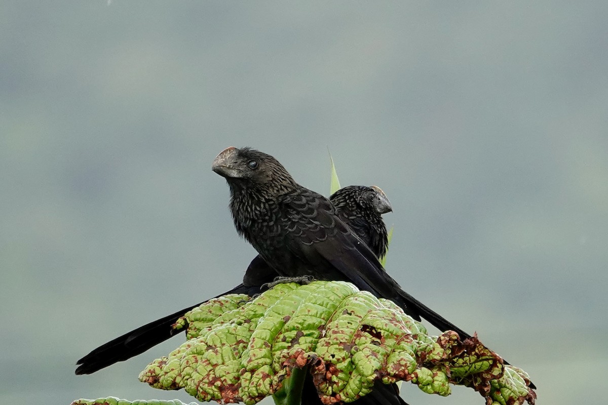 Smooth-billed Ani - ML647230097