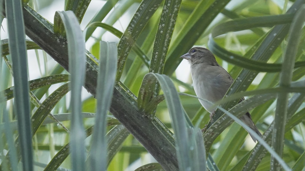 Red Fody - ML647230103