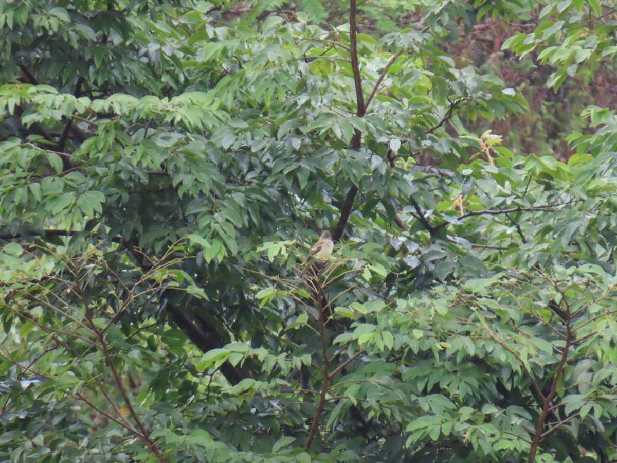 Yellow-bellied Elaenia - ML647230116