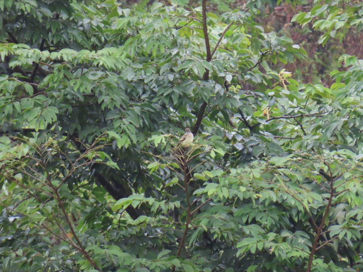 Yellow-bellied Elaenia - ML647230117