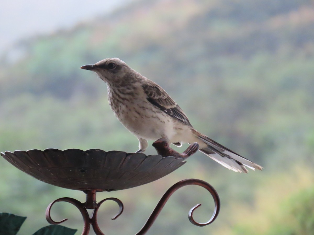 Tropical Mockingbird - ML647230137