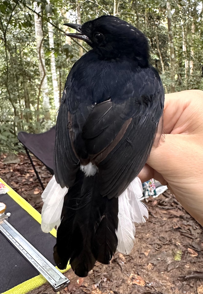 鶲科 - ML647230140