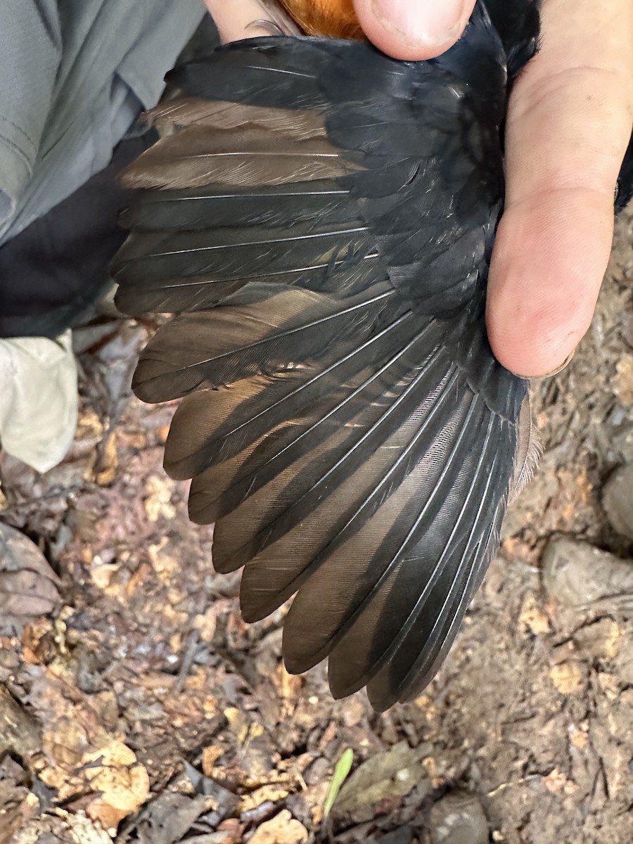 鶲科 - ML647230141