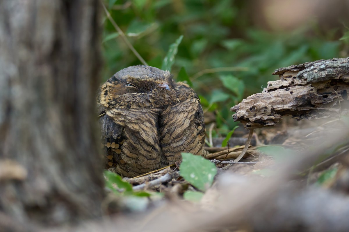 Common Pauraque - ML647230144