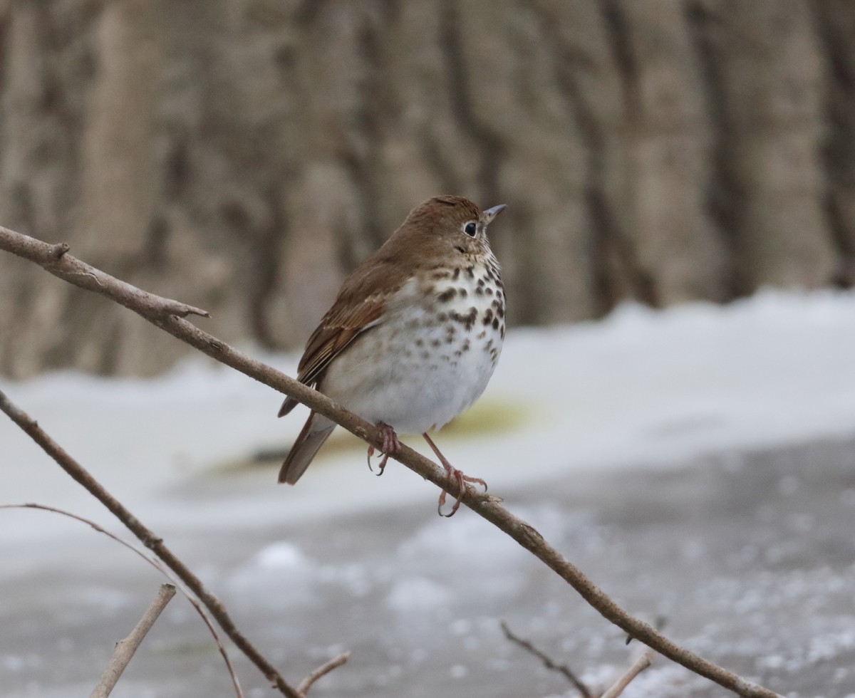 Hermit Thrush - ML647230146