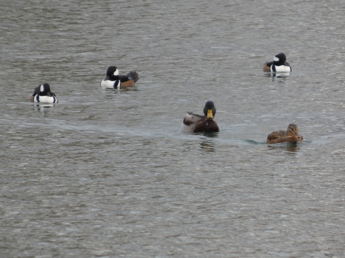 Hooded Merganser - ML647230147