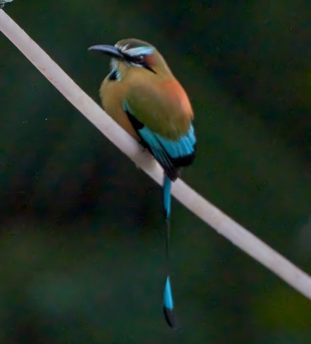 Turquoise-browed Motmot - ML647230149