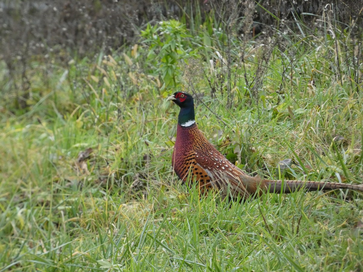 環頸雉 - ML647230152