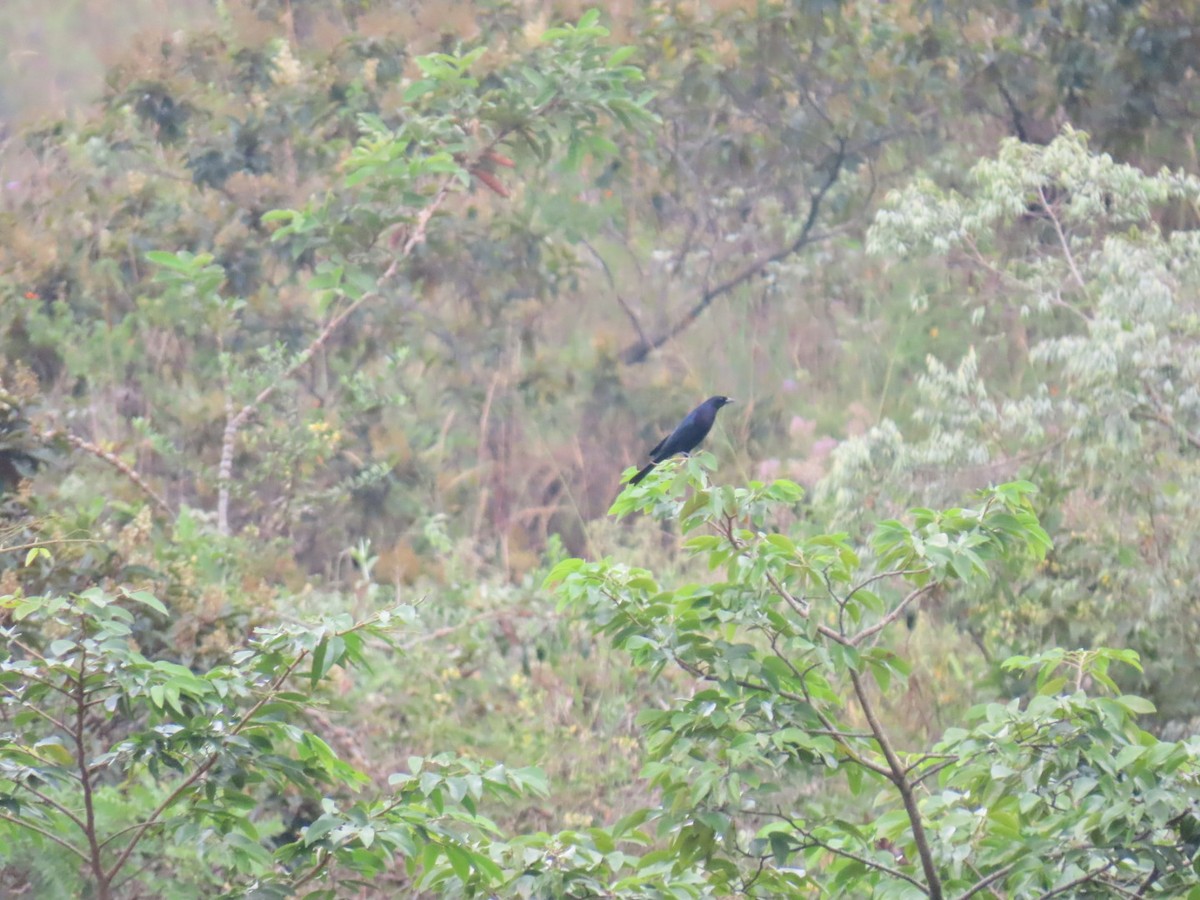 Shiny Cowbird - ML647230153