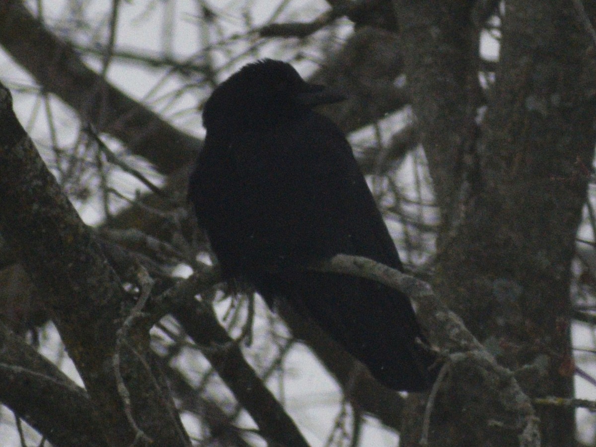 American Crow - ML647230154