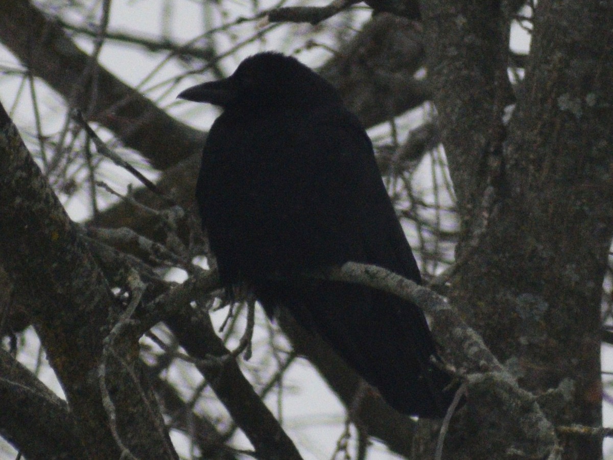 American Crow - ML647230155
