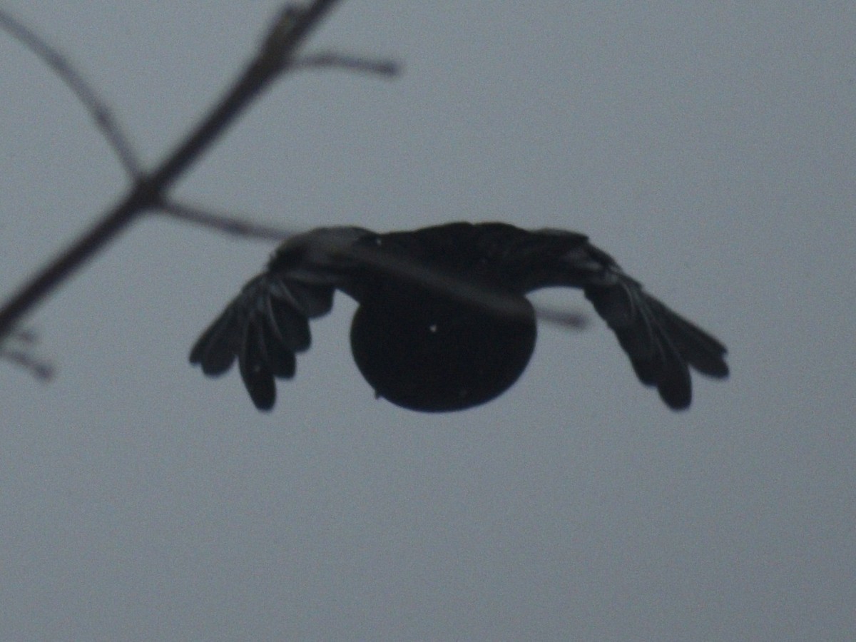 American Crow - ML647230156