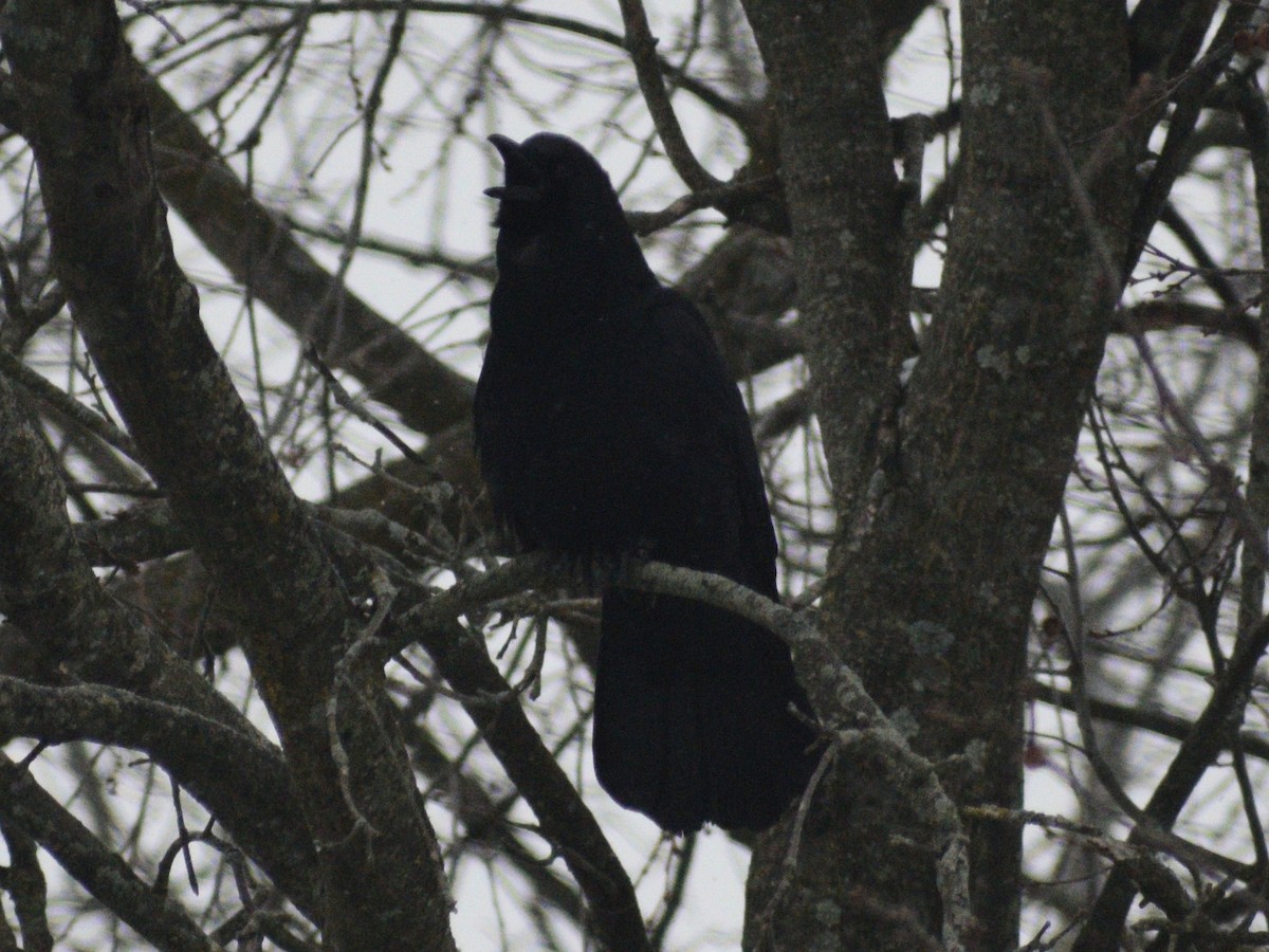 American Crow - ML647230157