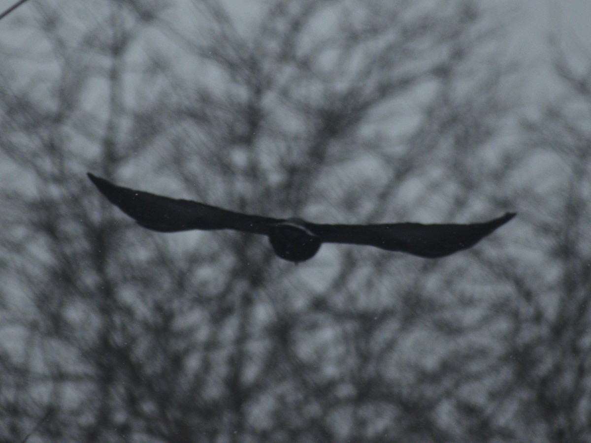 American Crow - ML647230158