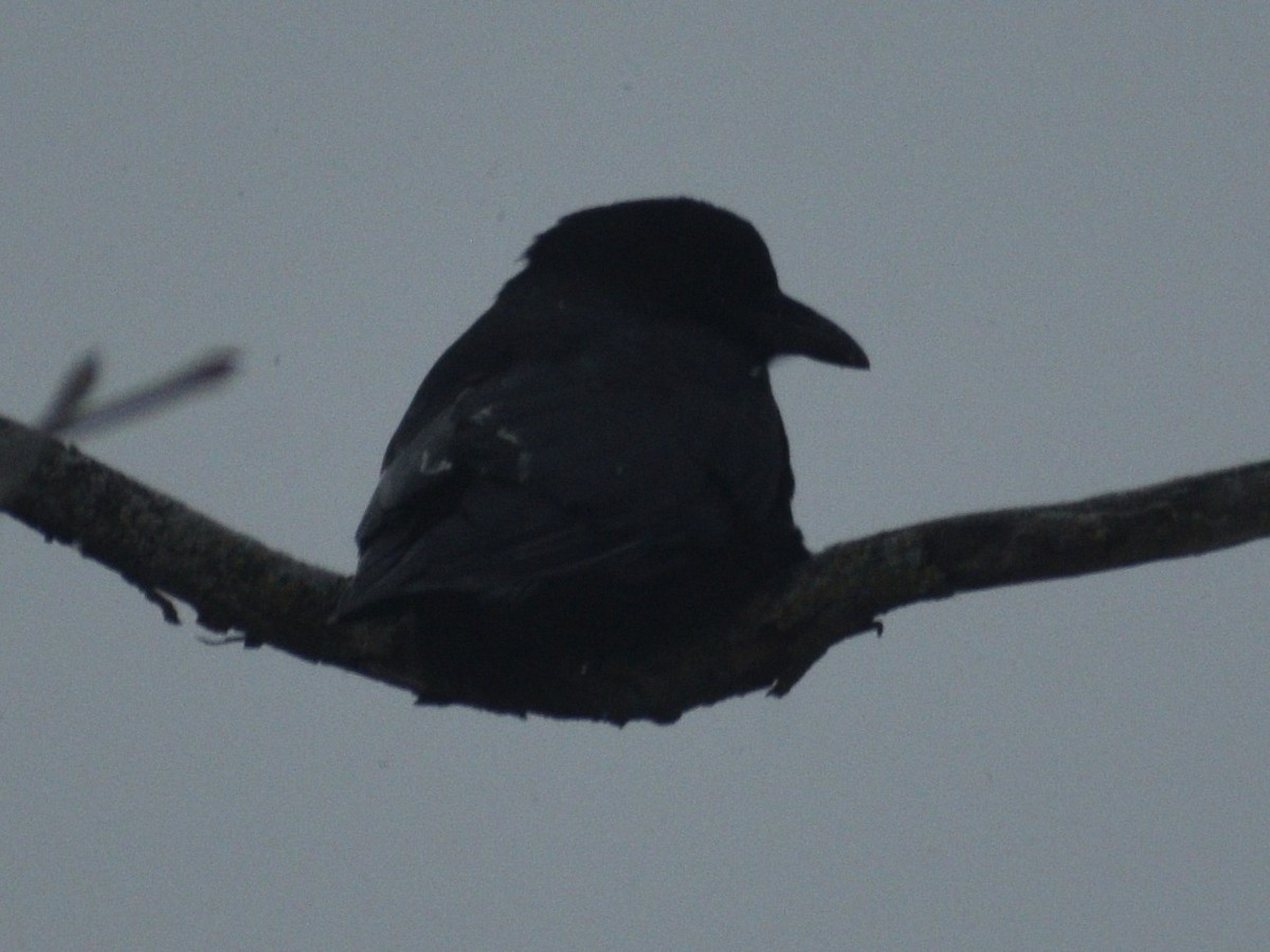 American Crow - ML647230159