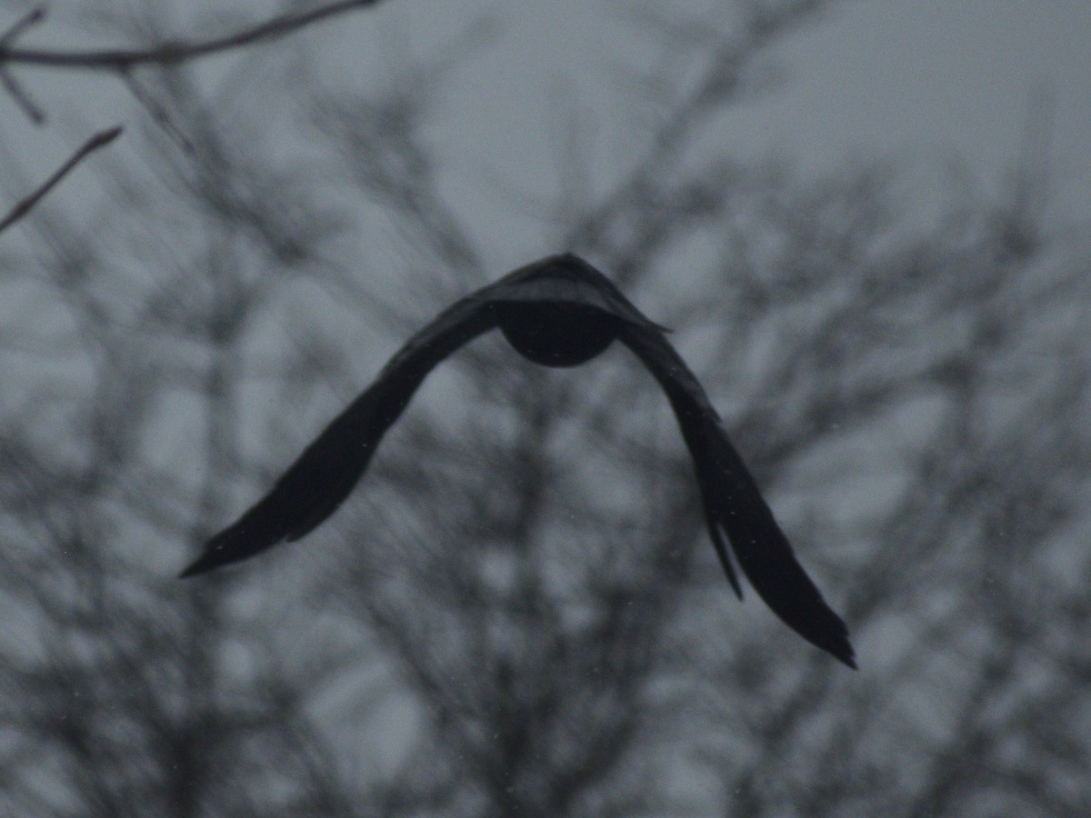 American Crow - ML647230160